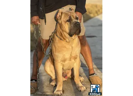 a cane corso dog on a leash