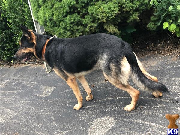 a german shepherd dog standing on a sidewalk