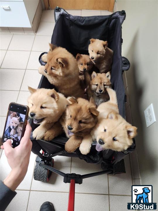 a group of chow chow dogs in a stroller