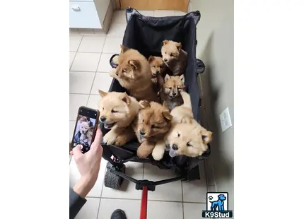 a group of chow chow dogs in a stroller