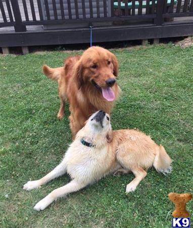 a golden retriever dog and a cat lying in the grass