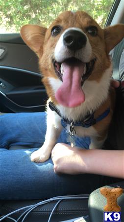 a pembroke welsh corgi dog with its tongue out