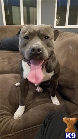 a american pit bull dog sitting on a couch