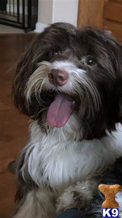 a havanese dog with its tongue out