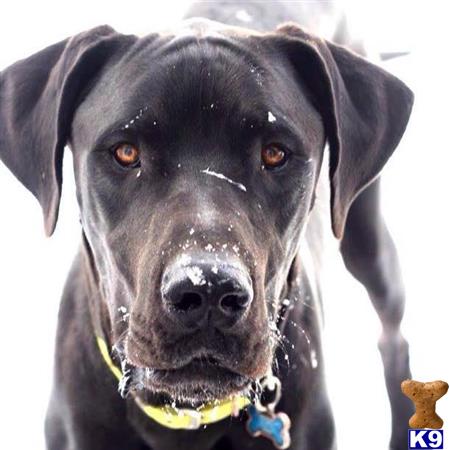 a black great dane dog with a yellow collar