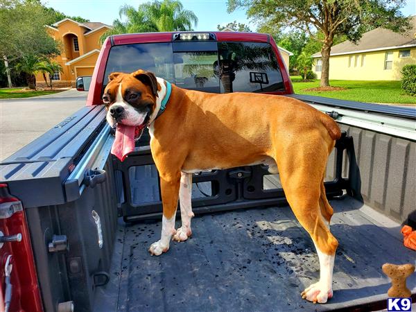 a boxer dog standing on the back of a truck