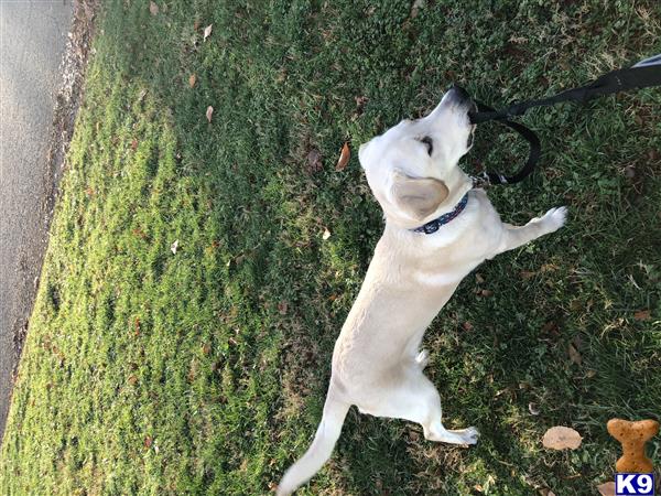 a labrador retriever dog on a leash on grass