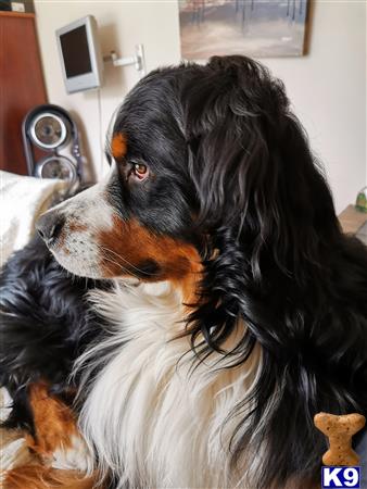 a bernese mountain dog dog sitting on a bed