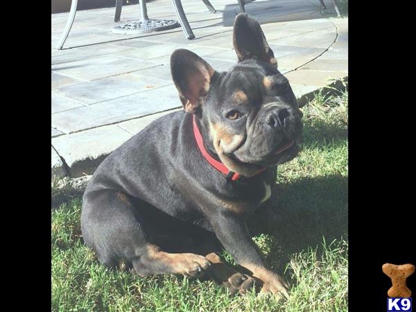 a french bulldog dog sitting on grass