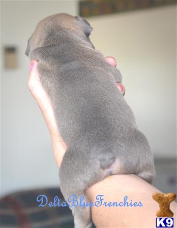 a grey cat with a human face