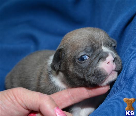 a hand holding a small animal