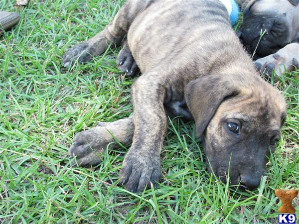 Great Dane Puppy For Sale: Brindle Gril 12 Years Old