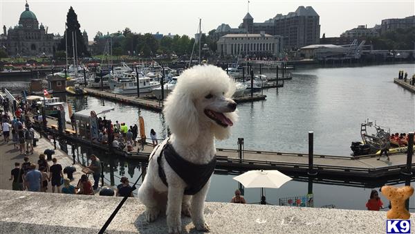 a poodle dog on a leash on a beach