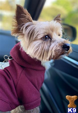 a yorkshire terrier dog wearing a pink coat