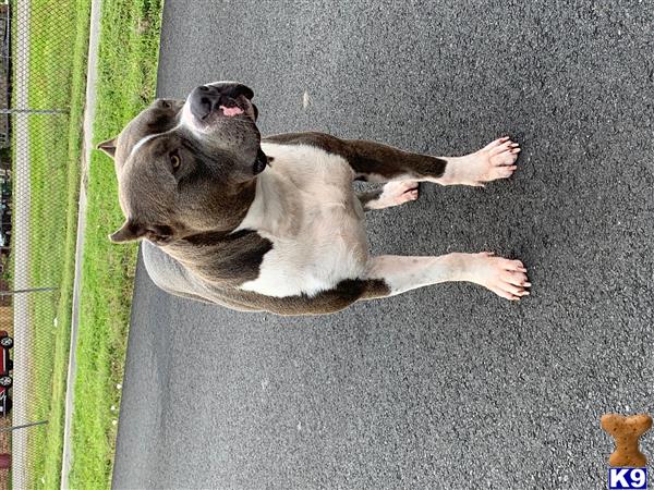 a american bully dog lying on the ground