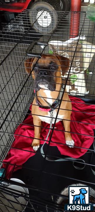 a boxer dog in a cage