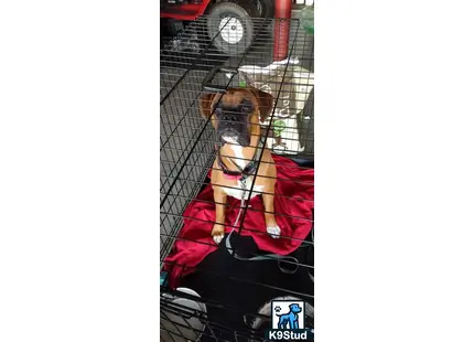 a boxer dog in a cage