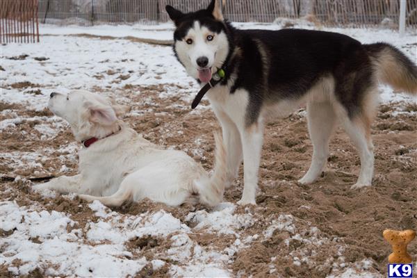 a couple of siberian husky dogs in the snow