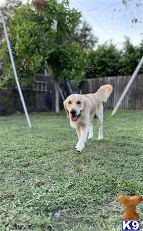 a golden retriever dog running in a yard