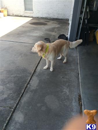 two golden retriever dogs on a sidewalk