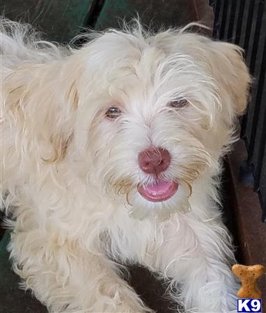 a white havanese dog with its tongue out