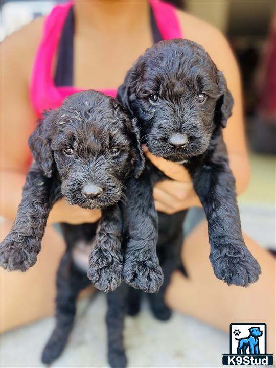 a couple of goldendoodles puppies