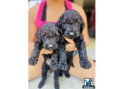 a couple of goldendoodles puppies