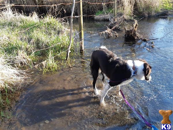 a labrador retriever dog on a leash walking in a river