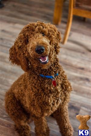 a poodle dog sitting on a wood floor