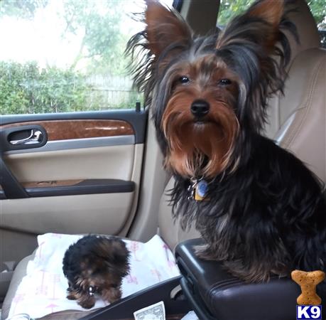 a yorkshire terrier dog sitting in a car