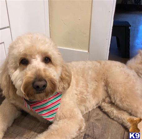 a goldendoodles dog holding a stuffed animal