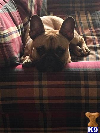 a french bulldog dog lying on a couch