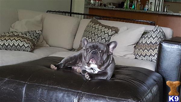 a french bulldog dog lying on a couch