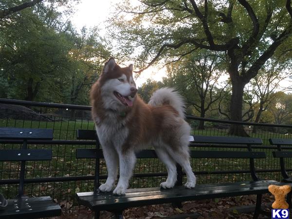 a siberian husky dog standing on a bench