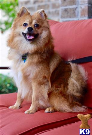 a pomeranian dog sitting on a couch