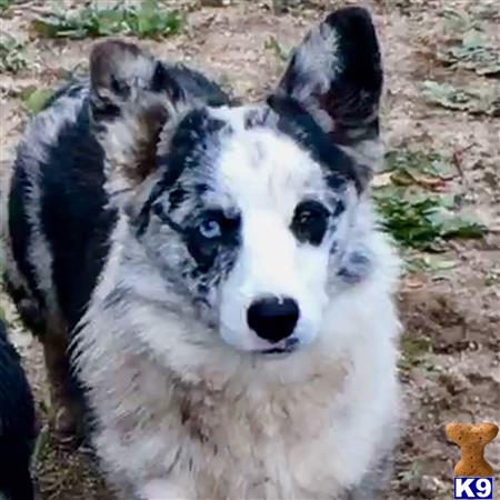 a black and white pembroke welsh corgi dog