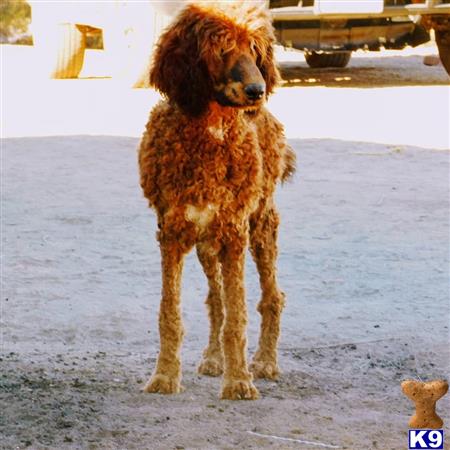 a poodle dog standing on a concrete surface