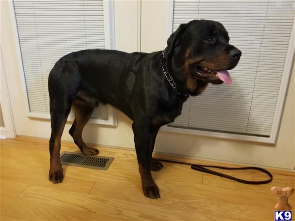 a rottweiler dog standing on a wood floor