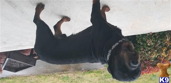 a rottweiler dog lying on its back