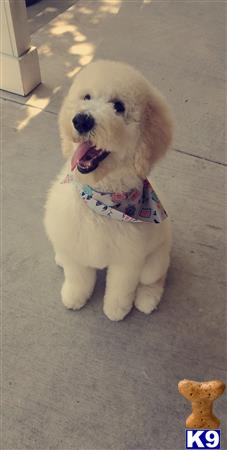 a poodle dog wearing a bow tie