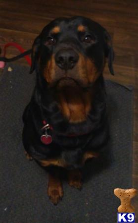 a rottweiler dog sitting on the floor