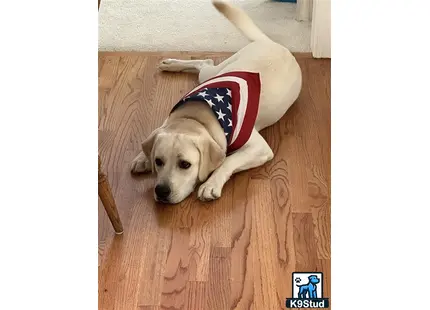 a labrador retriever dog wearing a shirt