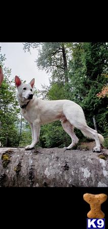 a white german shepherd dog standing on a rock