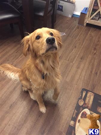 a golden retriever dog sitting on a wood floor