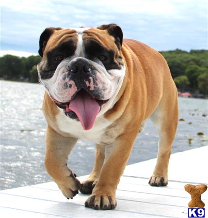 a english bulldog dog standing on a dock