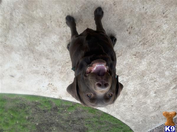 a labrador retriever dog lying on its back on a green surface