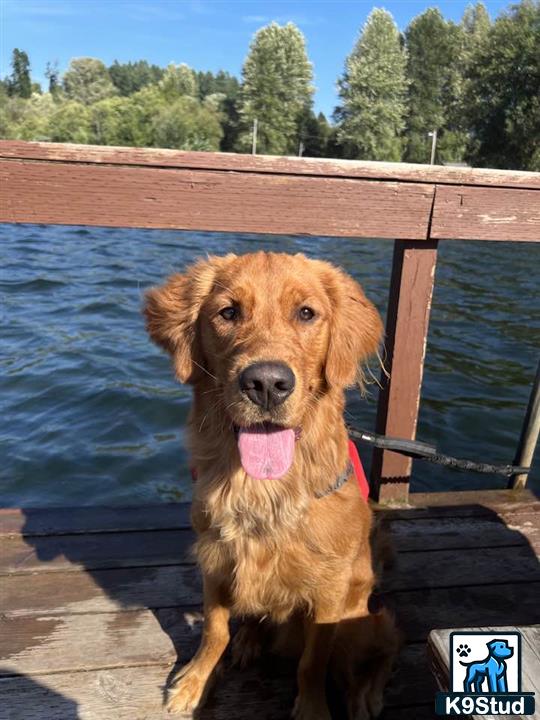 a golden retriever dog sitting on a dock