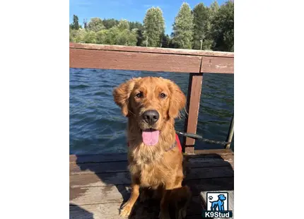 a golden retriever dog sitting on a dock