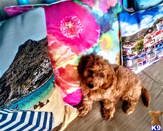 a dachshund dog lying on a blanket