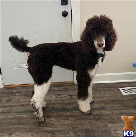 a poodle dog standing on a wood floor